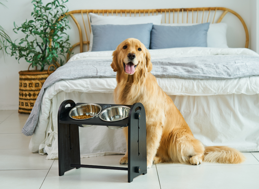 Elevated Dog Bowls